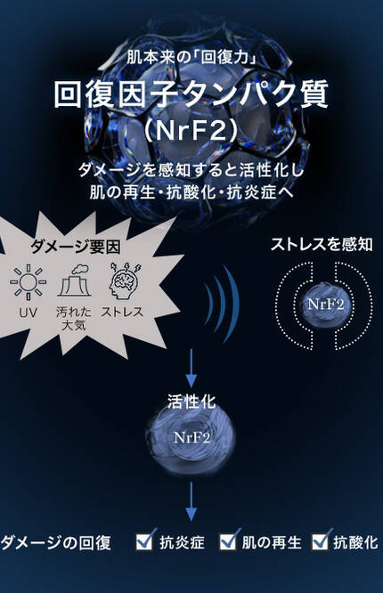 回復因子タンパク質 (NrF2)