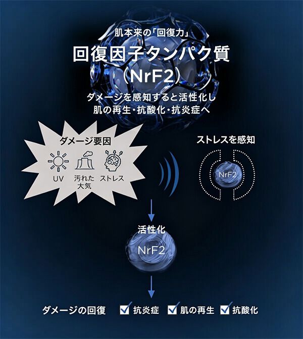 回復因子タンパク質 （NrF2）