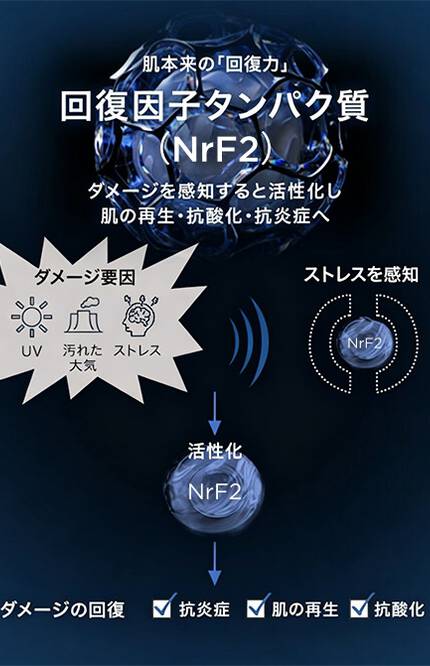 回復因子タンパク質 (NrF2)