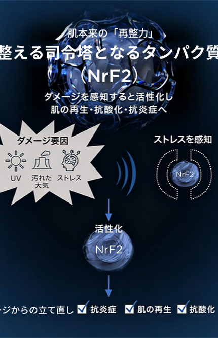 整える司令塔となるタンパク質 (NrF2)