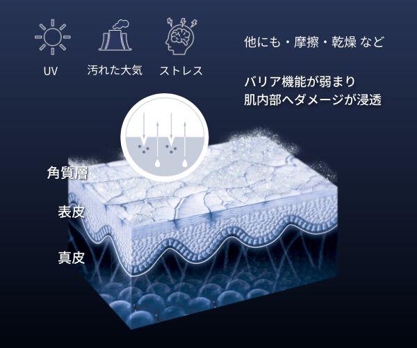 バリア機能が弱まり肌内部へダメージが浸透