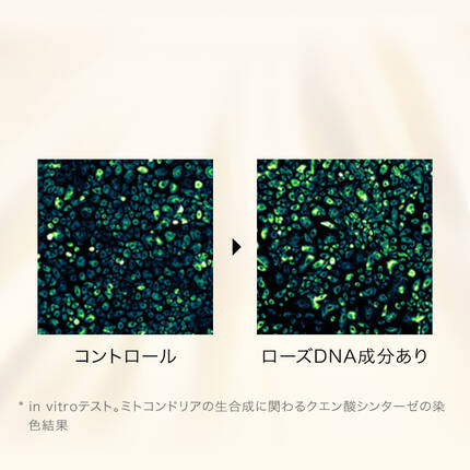 * in vitroテスト。ミトコンドリアの生合成に関わるクエン酸シンターゼの染色結果